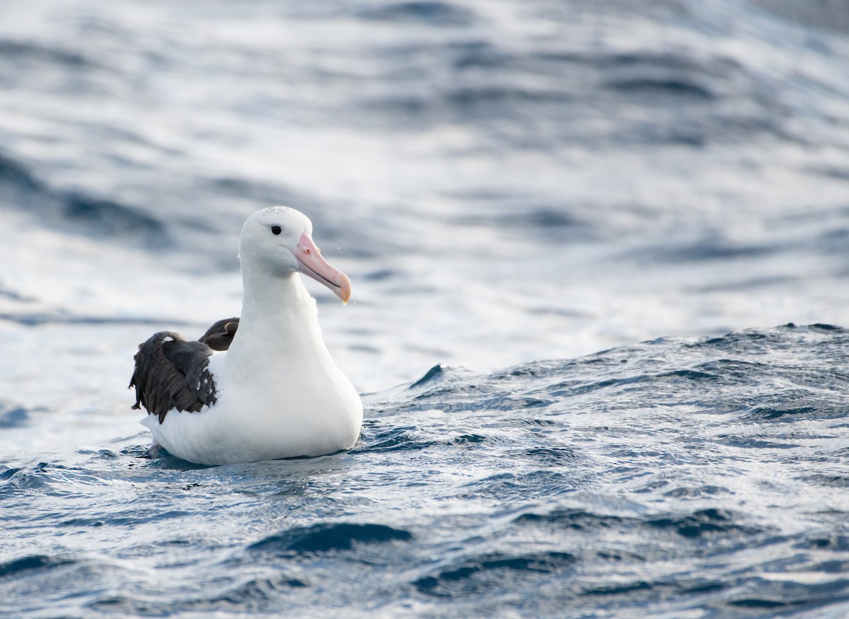 Northern Royal Albatross - ML638424246