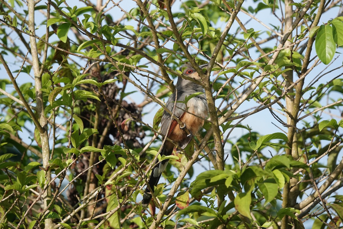 Hispaniolan Lizard-Cuckoo - ML638424250
