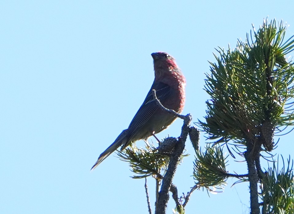 Pine Grosbeak - ML638424251