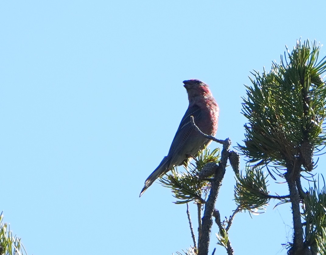 Pine Grosbeak - ML638424252