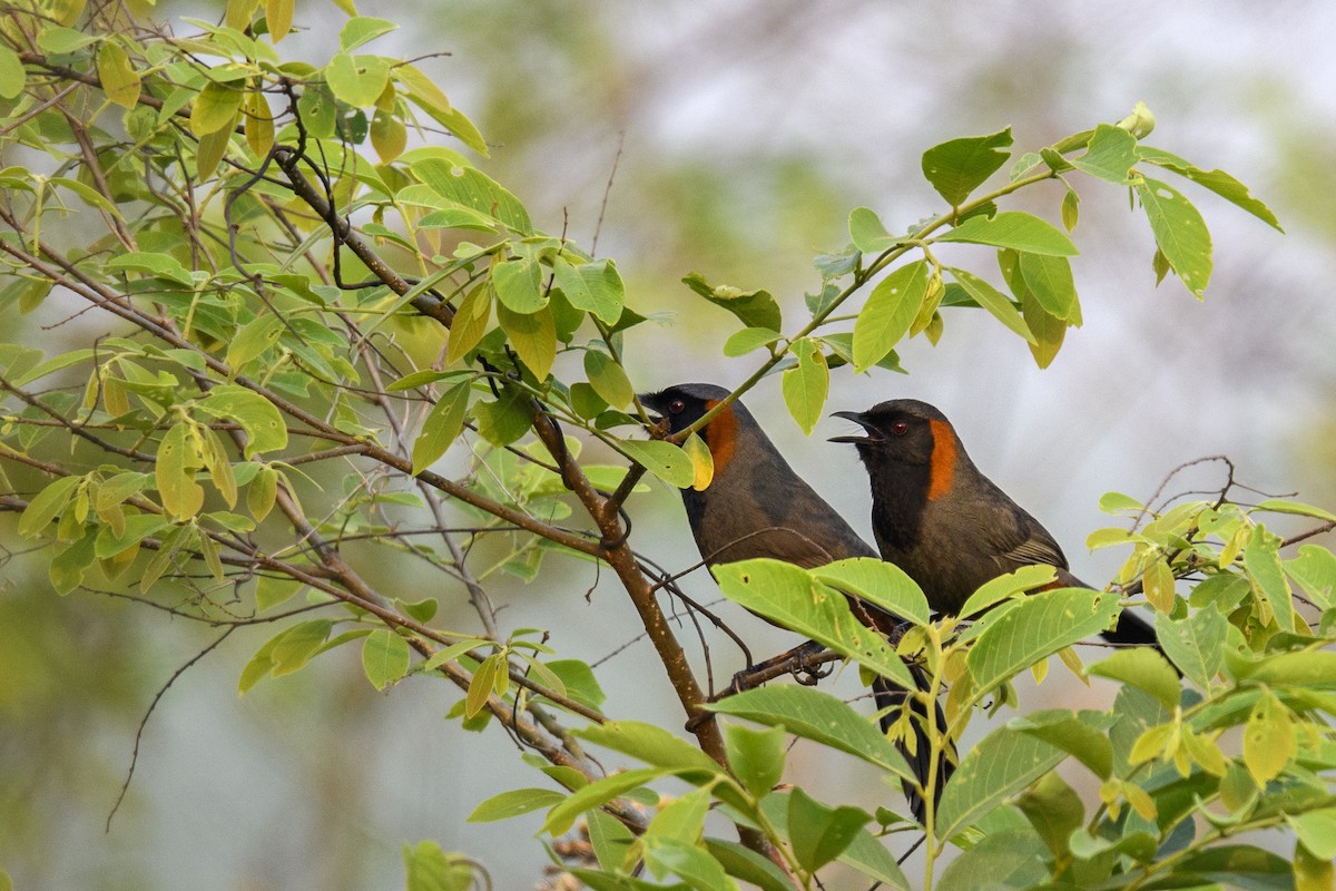 Rufous-necked Laughingthrush - ML638424254