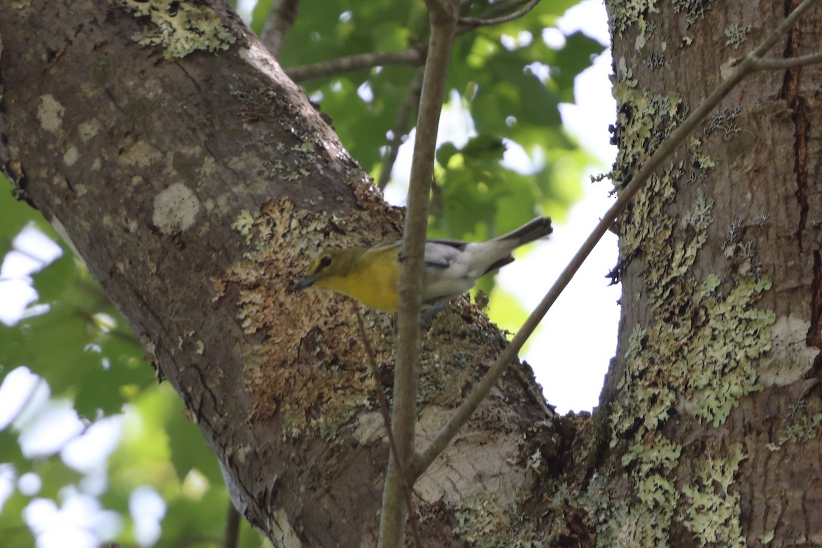 Yellow-throated Vireo - ML638424255