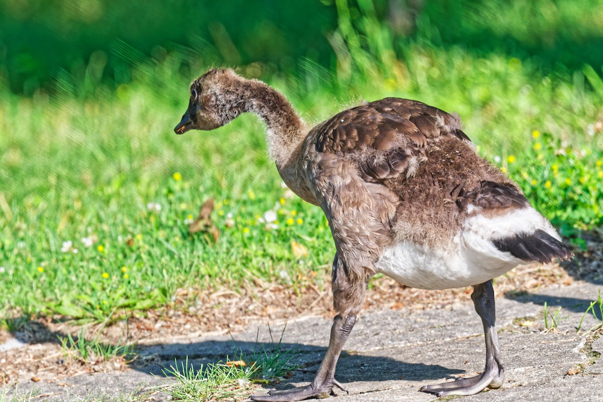 Canada Goose - ML638424256