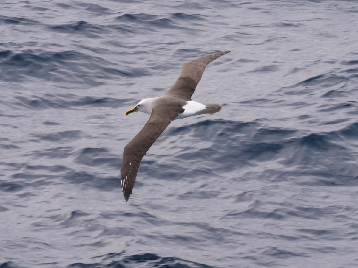 Buller's Albatross - ML638424258