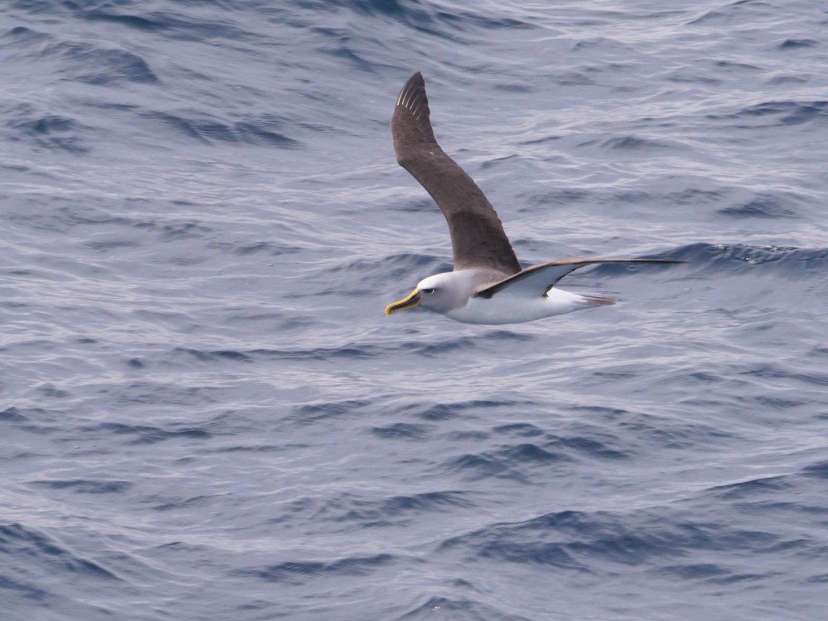 Buller's Albatross - ML638424259