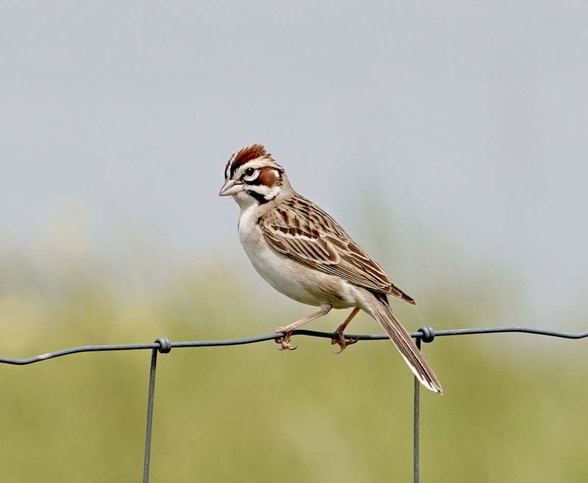 Lark Sparrow - ML638424260