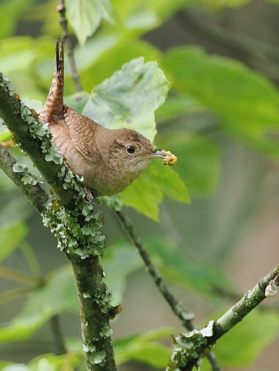 Northern House Wren - ML638424261
