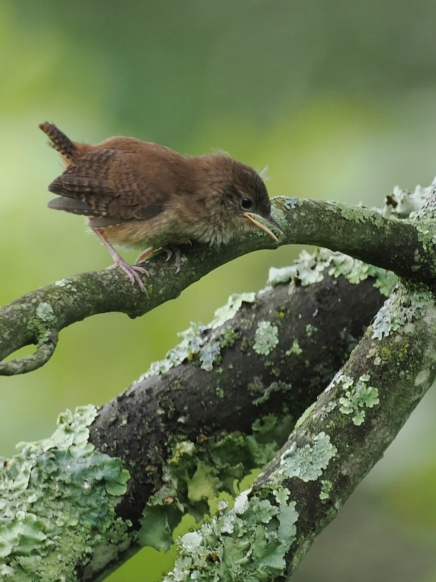 Northern House Wren - ML638424262