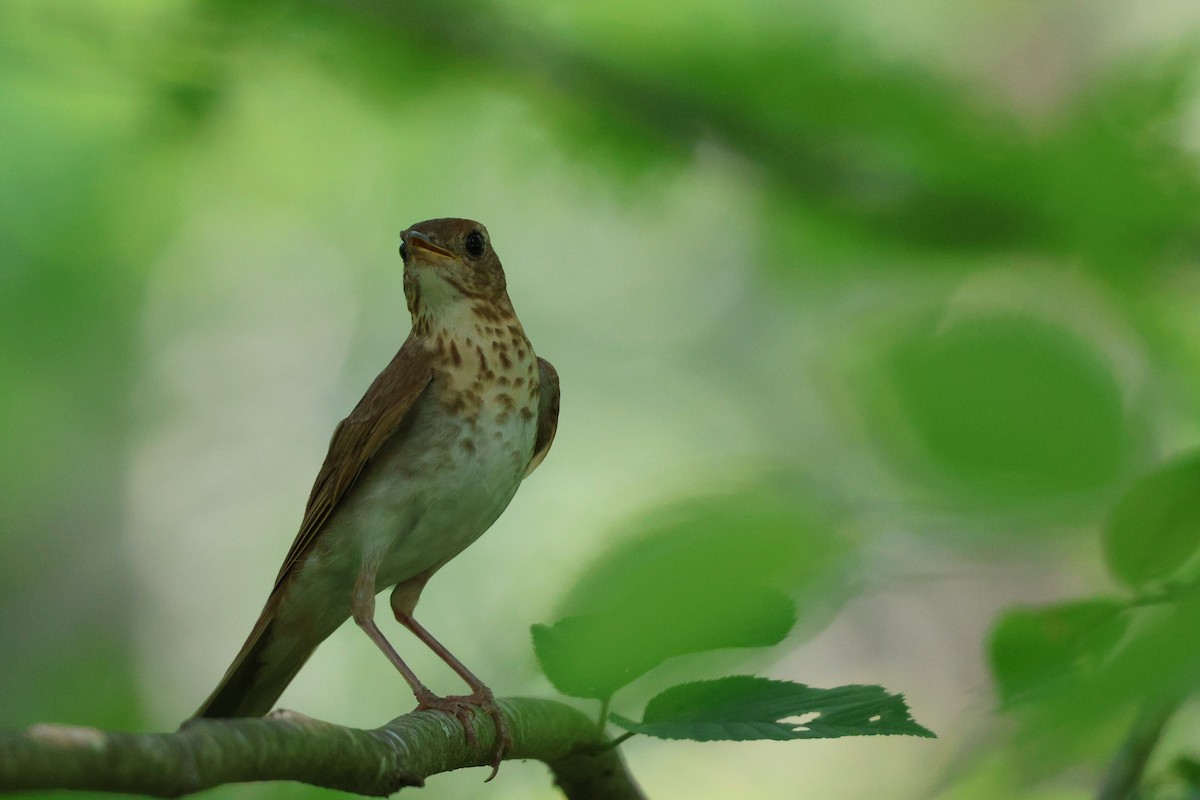 Veery - ML638424263