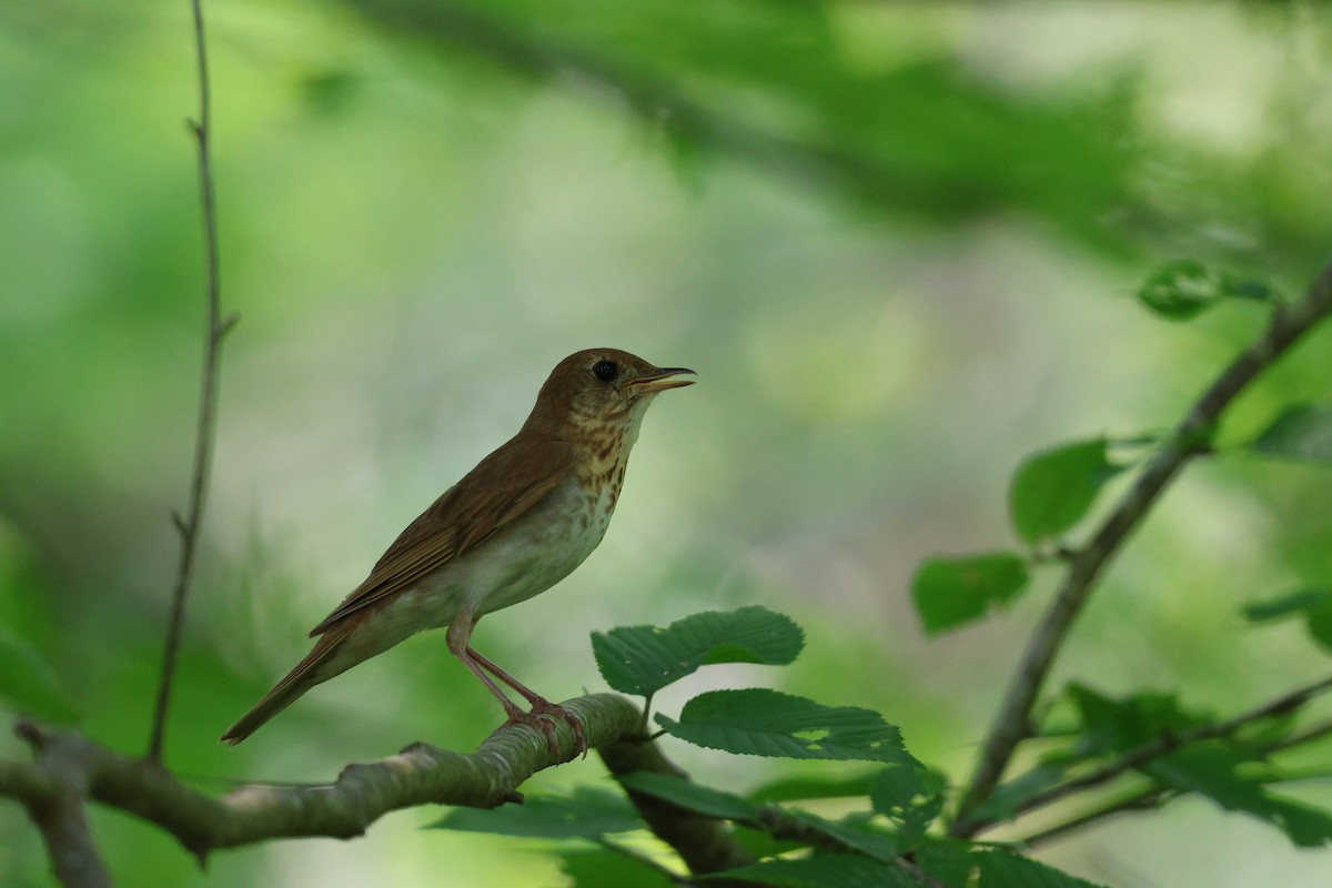 Veery - ML638424264
