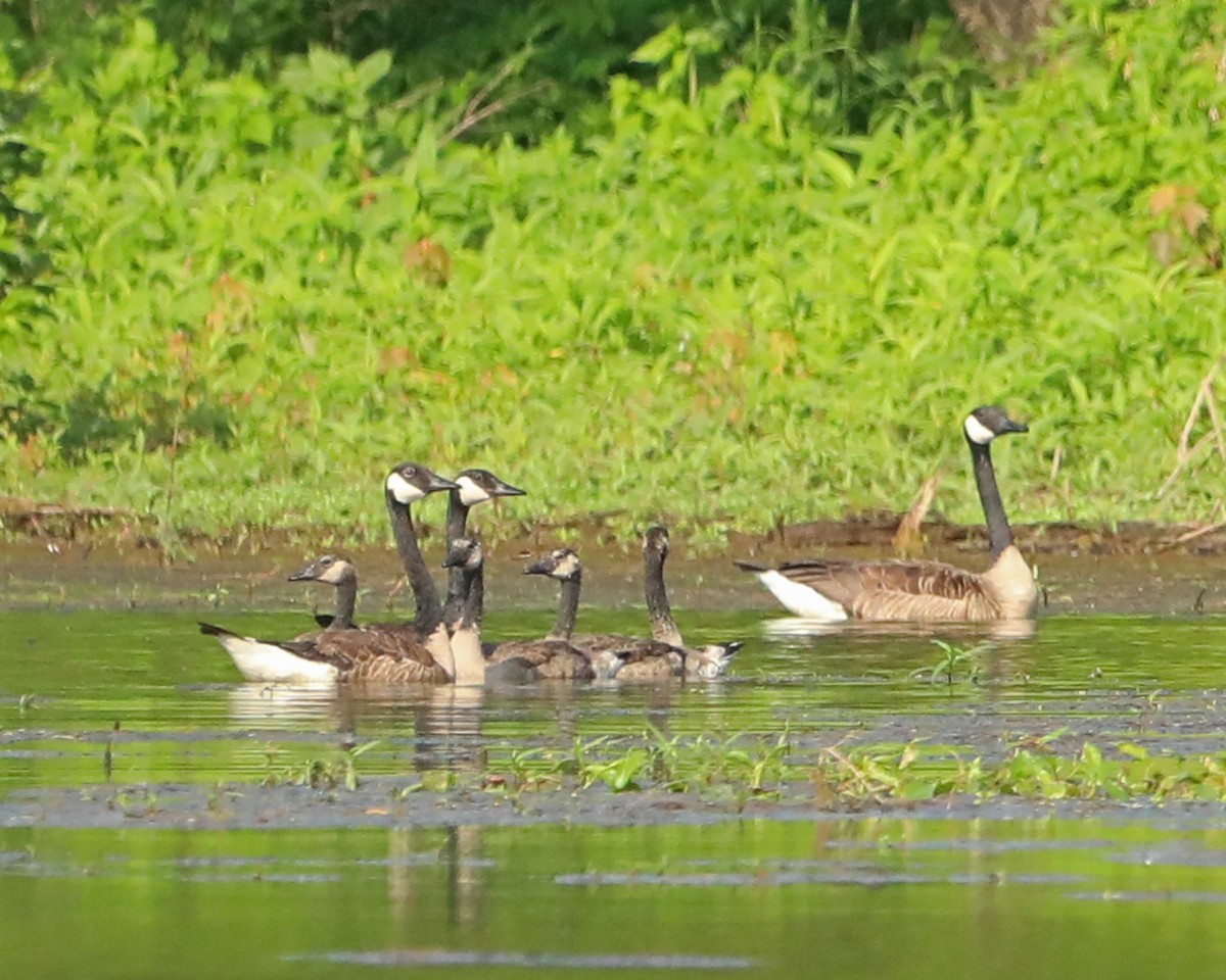 Canada Goose - ML638424266