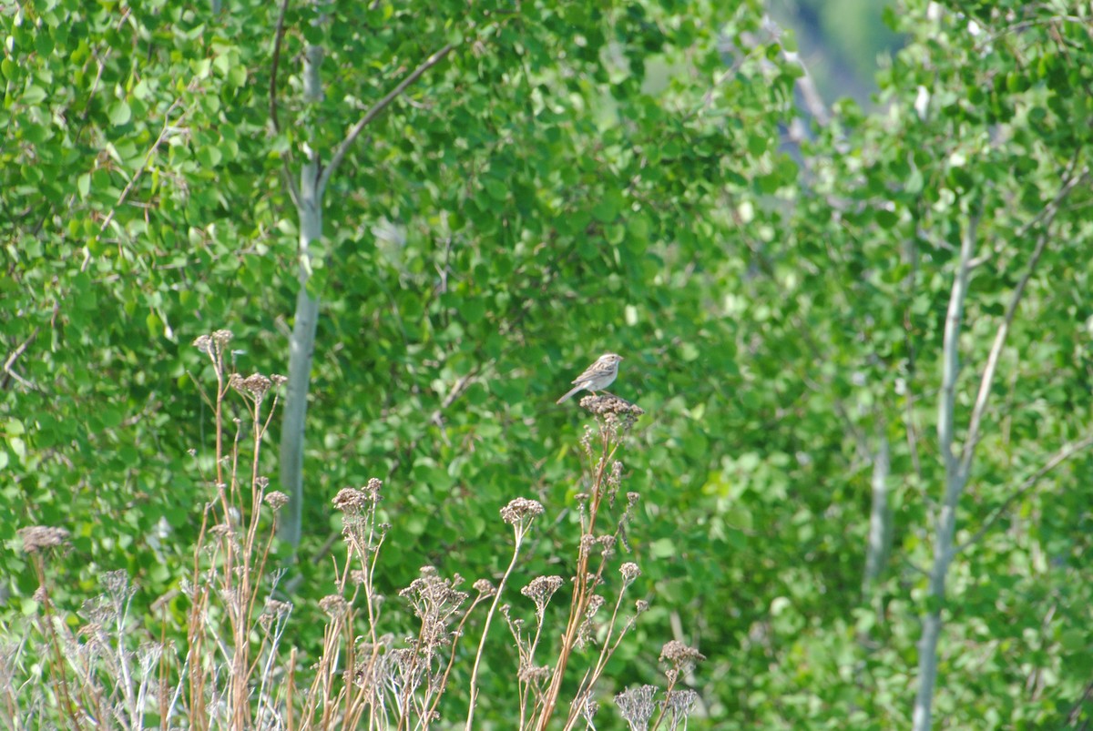 Clay-colored Sparrow - ML638424267