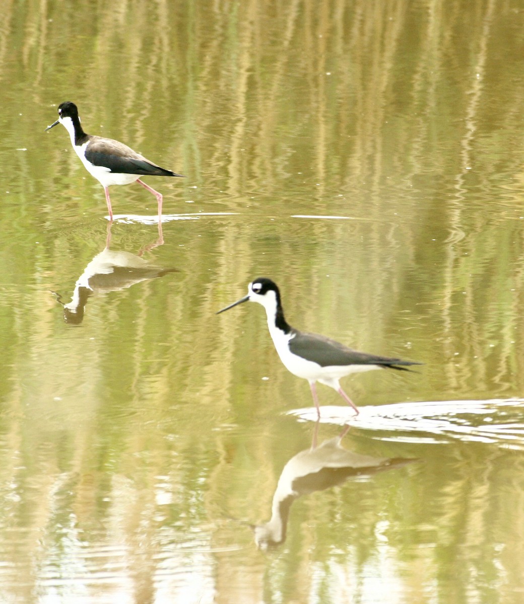 Black-necked Stilt - ML638424268
