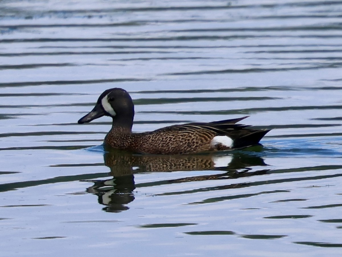 Blue-winged Teal - ML638424269