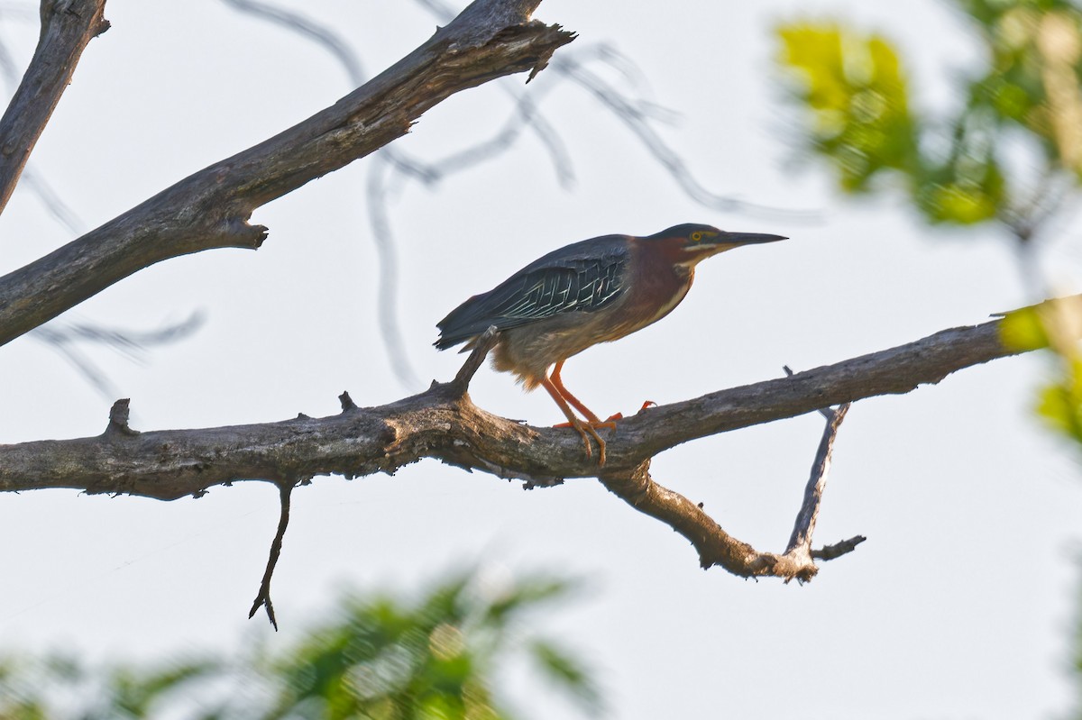 Green Heron - ML638424274