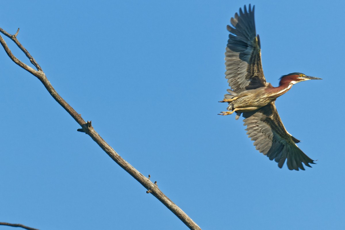Green Heron - ML638424278