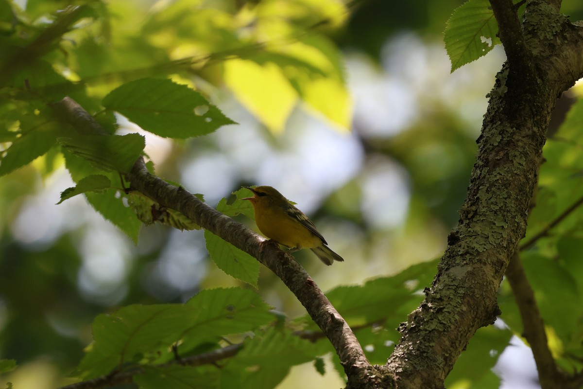 Blue-winged Warbler - ML638424280