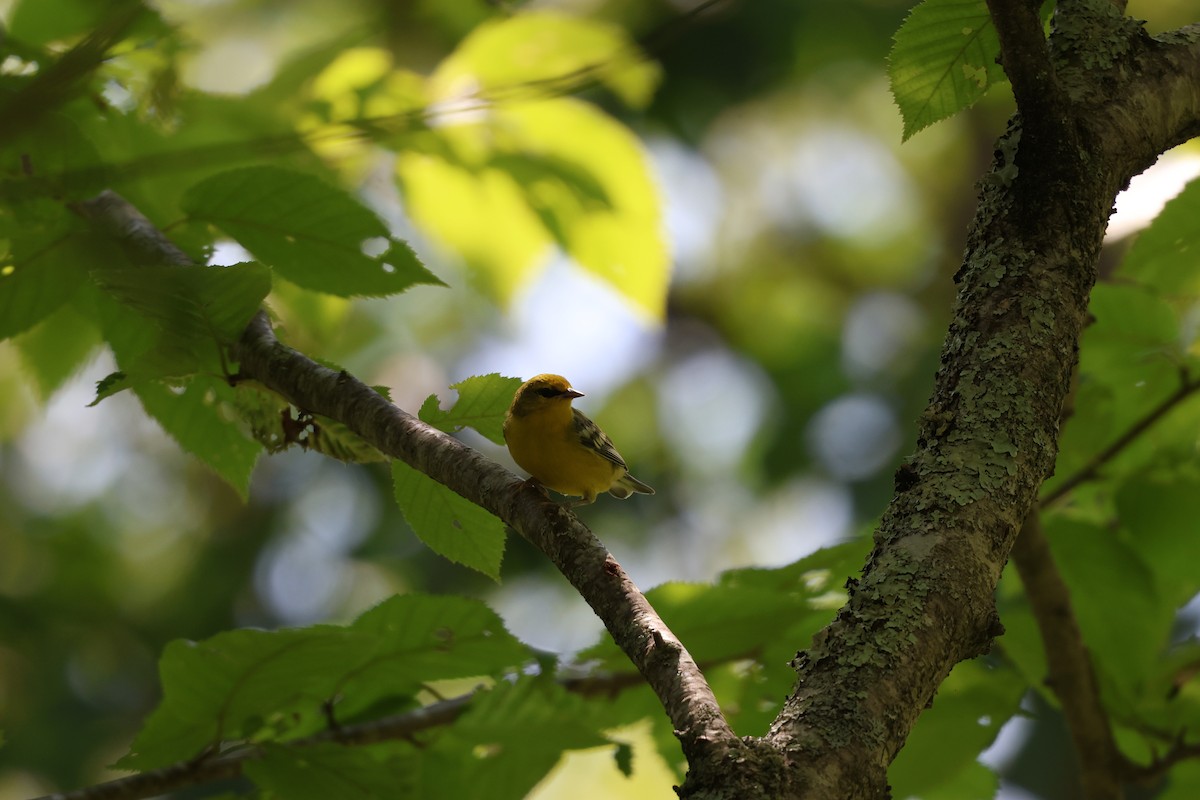 Blue-winged Warbler - ML638424281