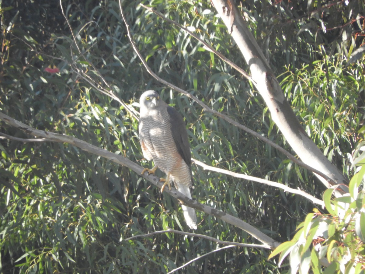 Brown Goshawk - ML638424286