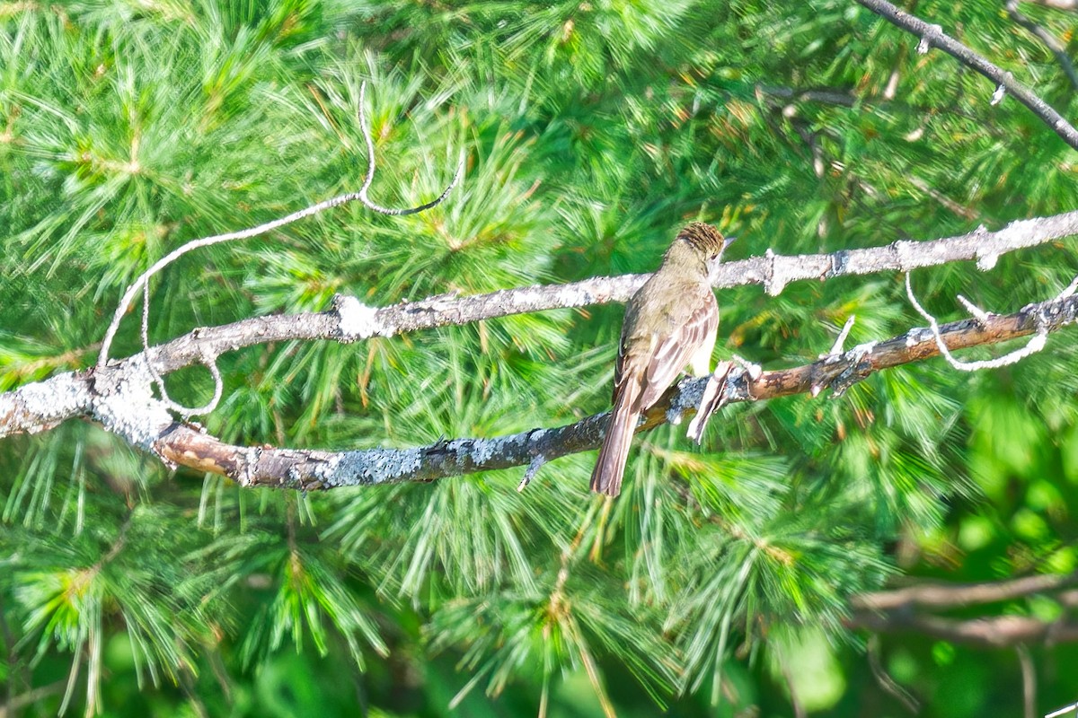 Great Crested Flycatcher - ML638424288