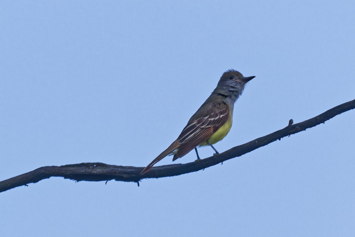 Great Crested Flycatcher - ML638424289