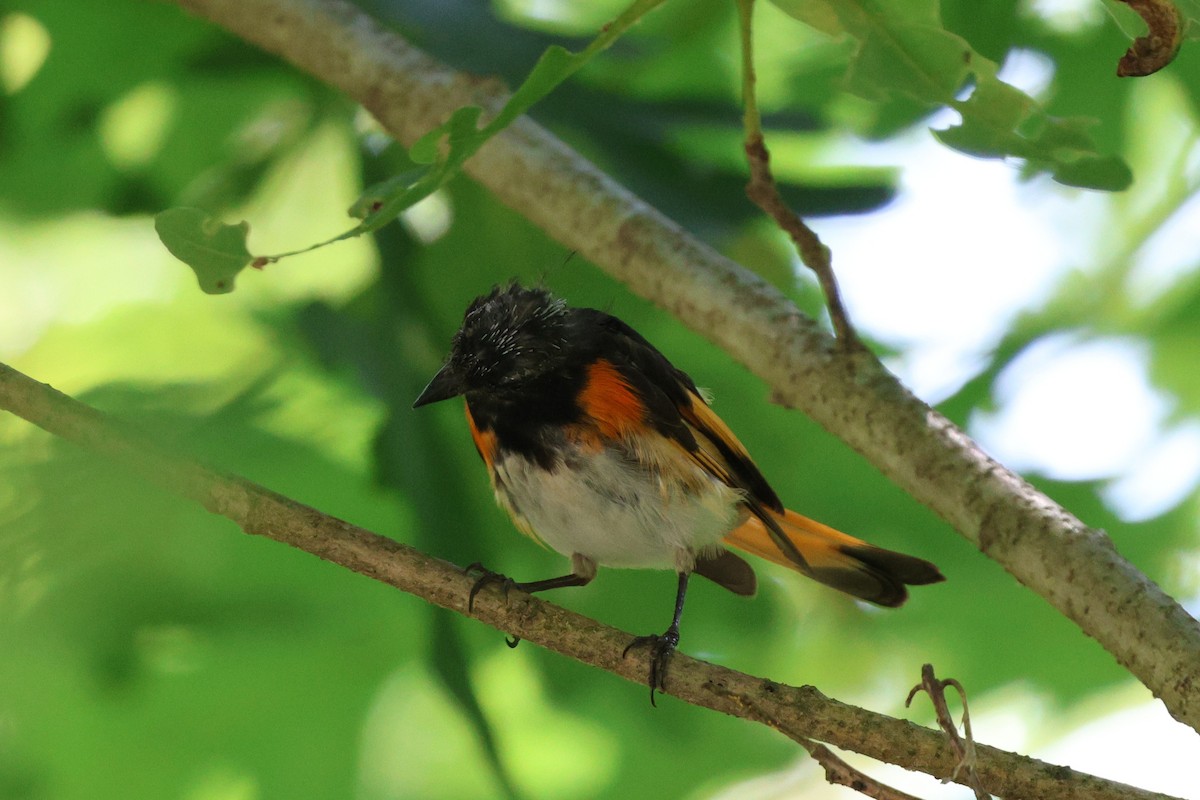American Redstart - ML638424293