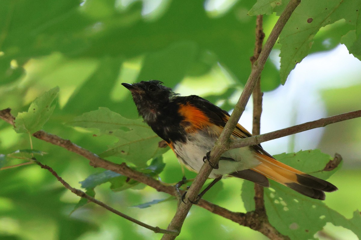 American Redstart - ML638424294
