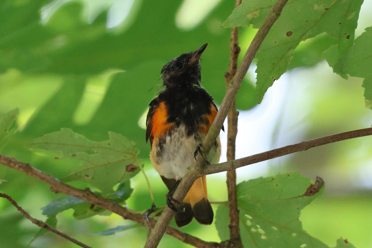 American Redstart - ML638424295
