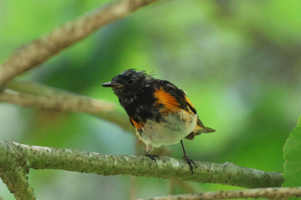 American Redstart - ML638424296