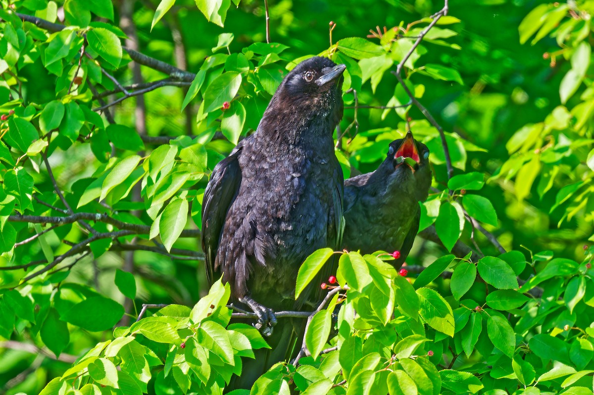 American Crow - ML638424302