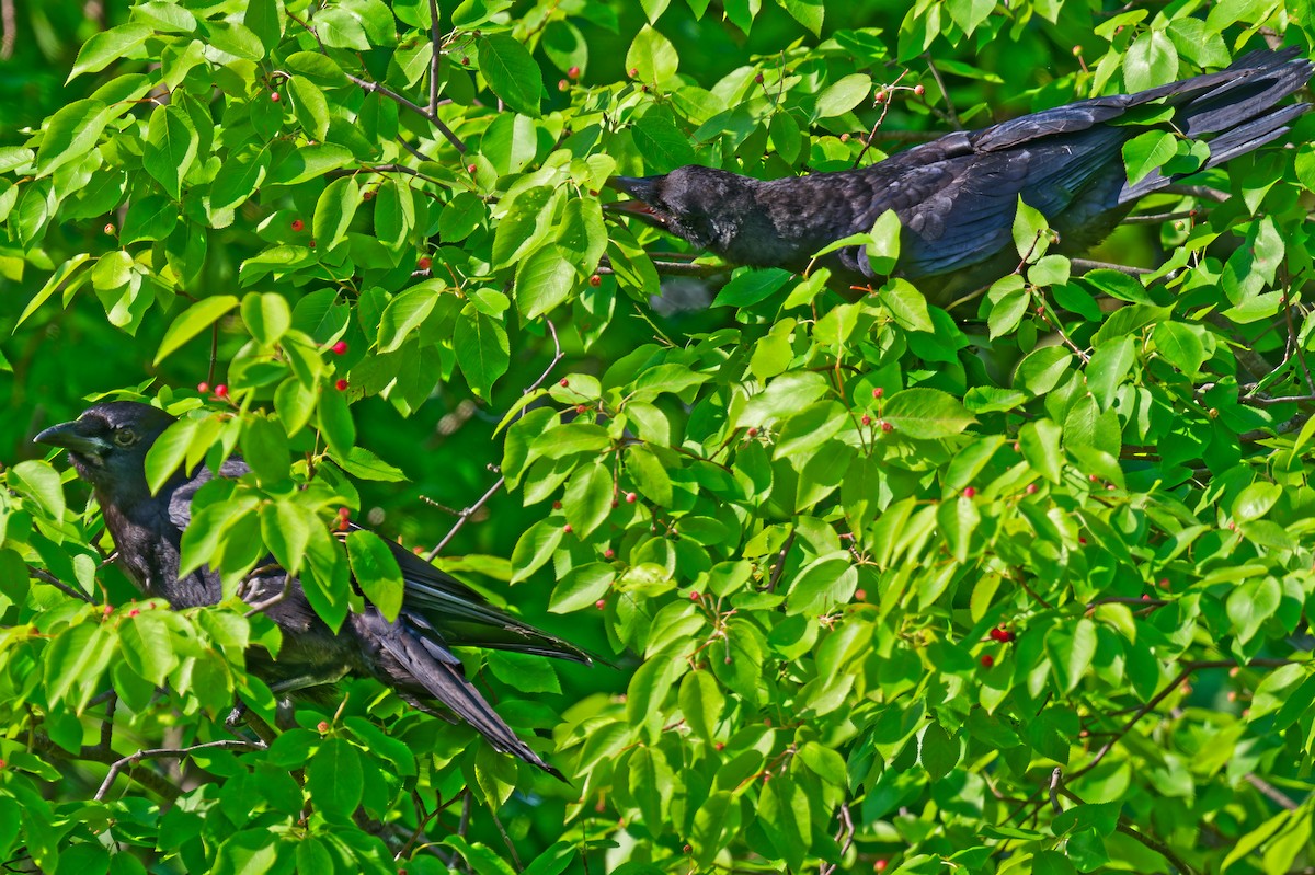 American Crow - ML638424304