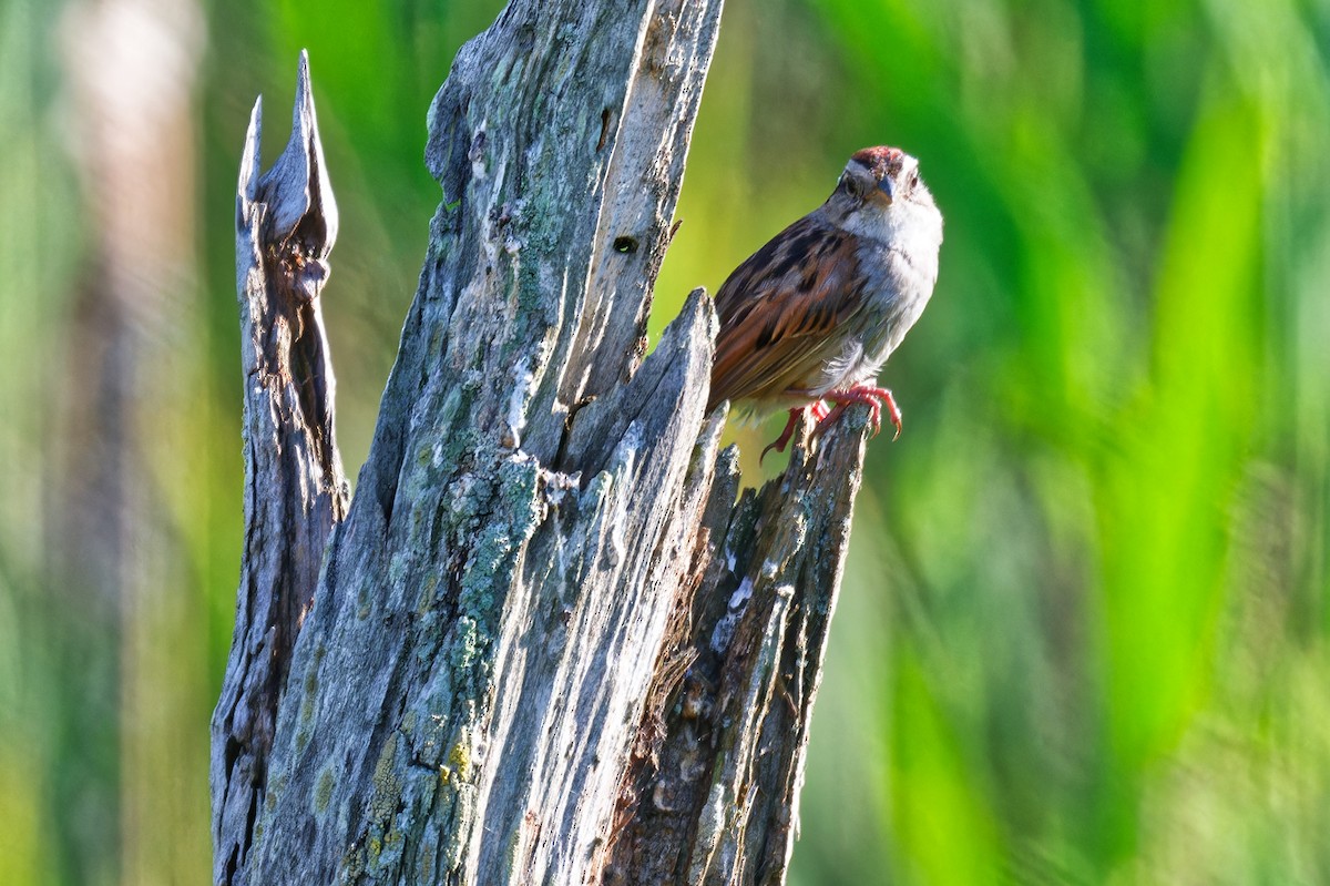 Swamp Sparrow - ML638424313