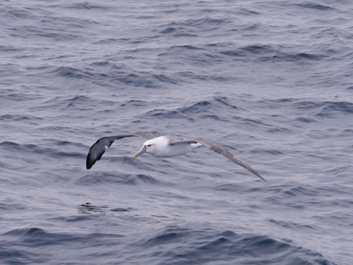 White-capped Albatross - ML638424317