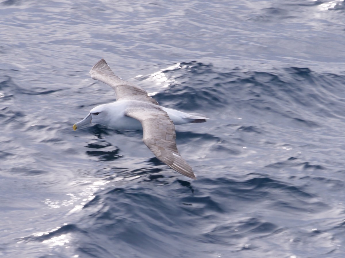White-capped Albatross - ML638424319