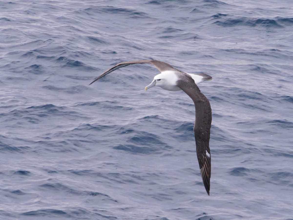 White-capped Albatross - ML638424322