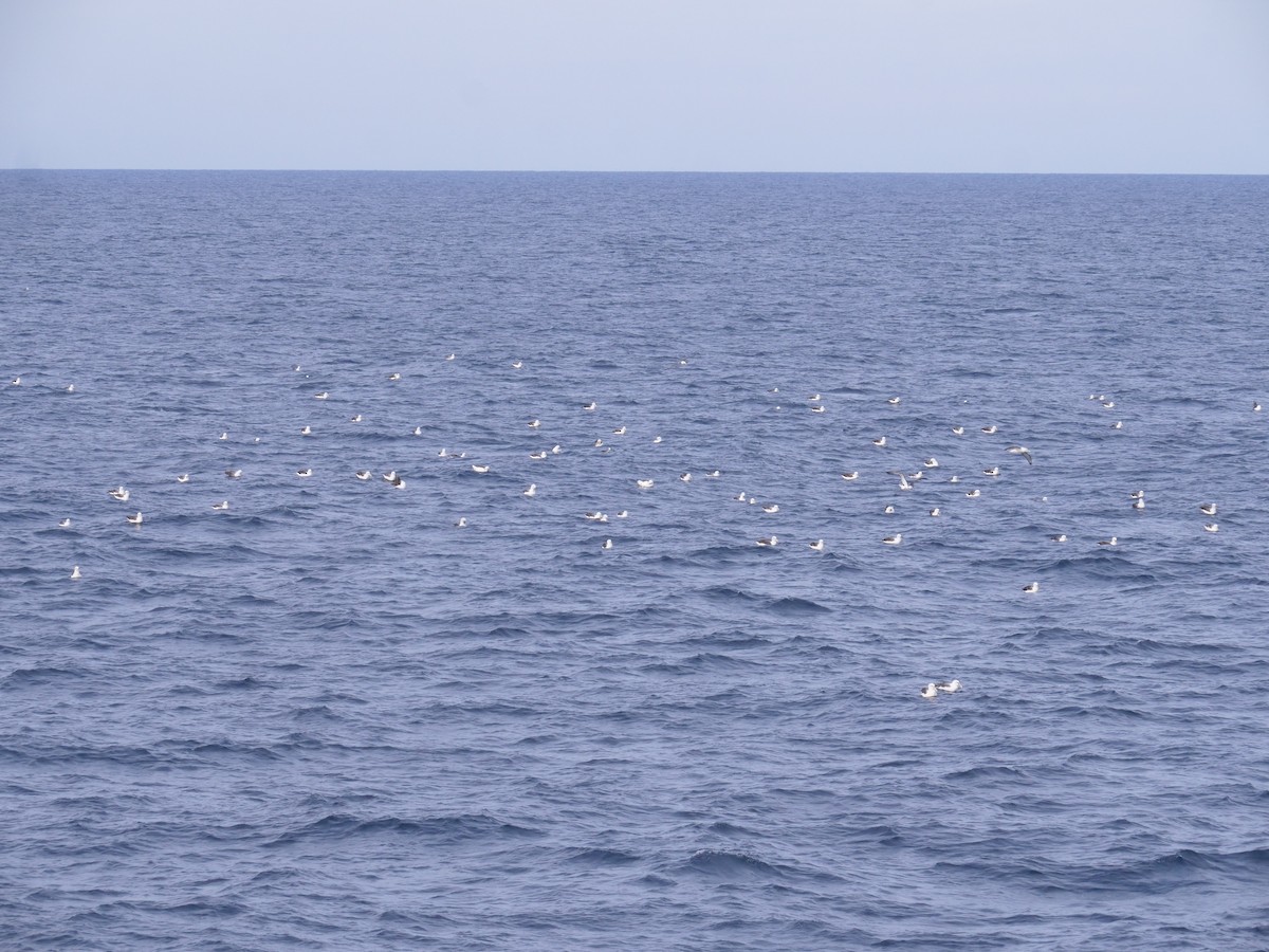 White-capped Albatross - ML638424323