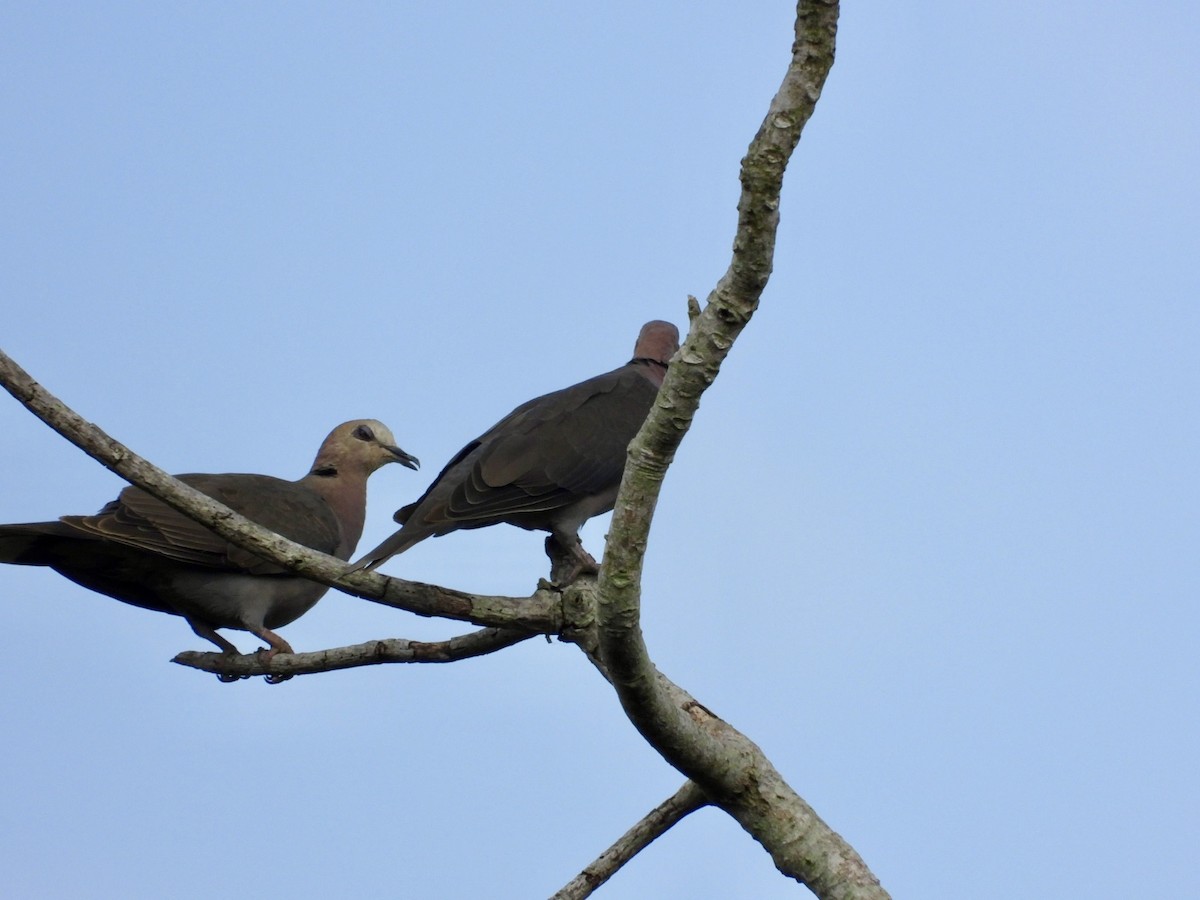 Red-eyed Dove - ML638424328