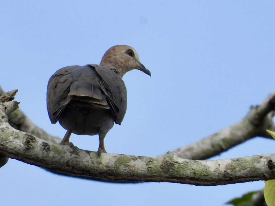 Red-eyed Dove - ML638424329