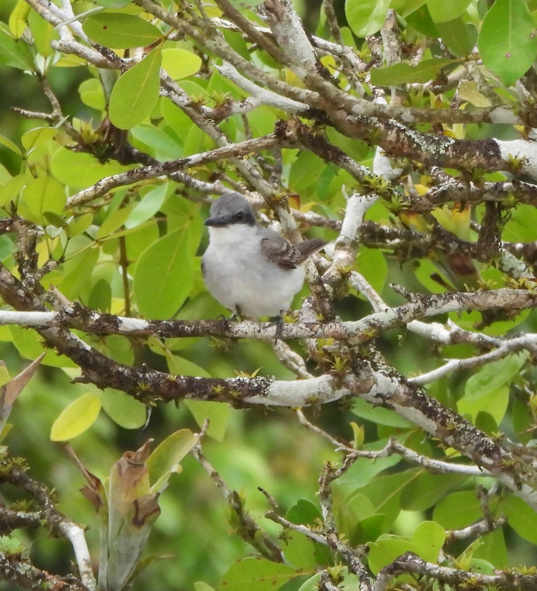 Gray Kingbird - ML638424330