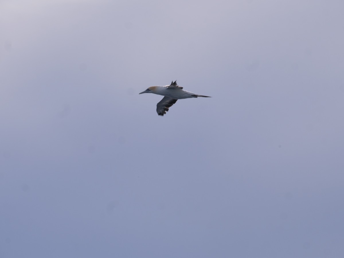Australasian Gannet - ML638424333