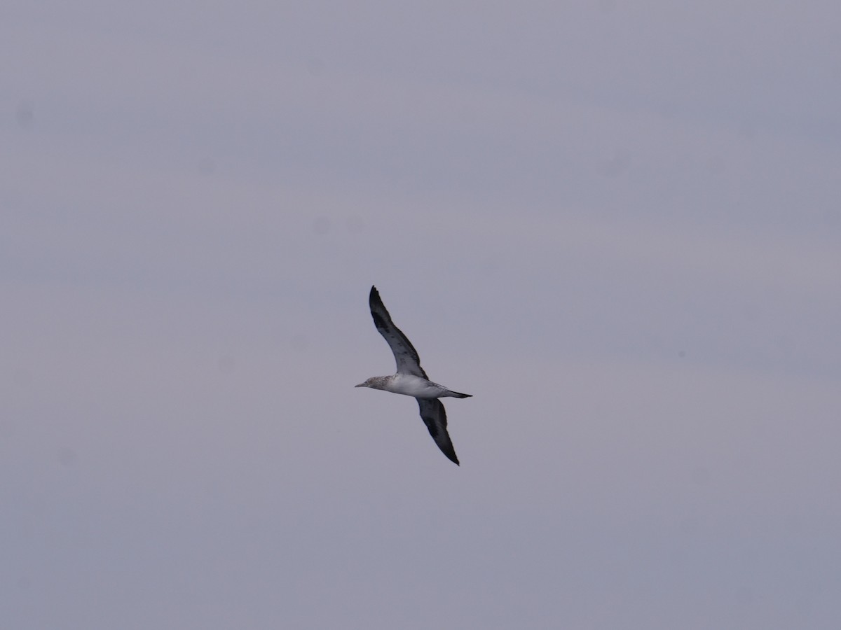 Australasian Gannet - ML638424334