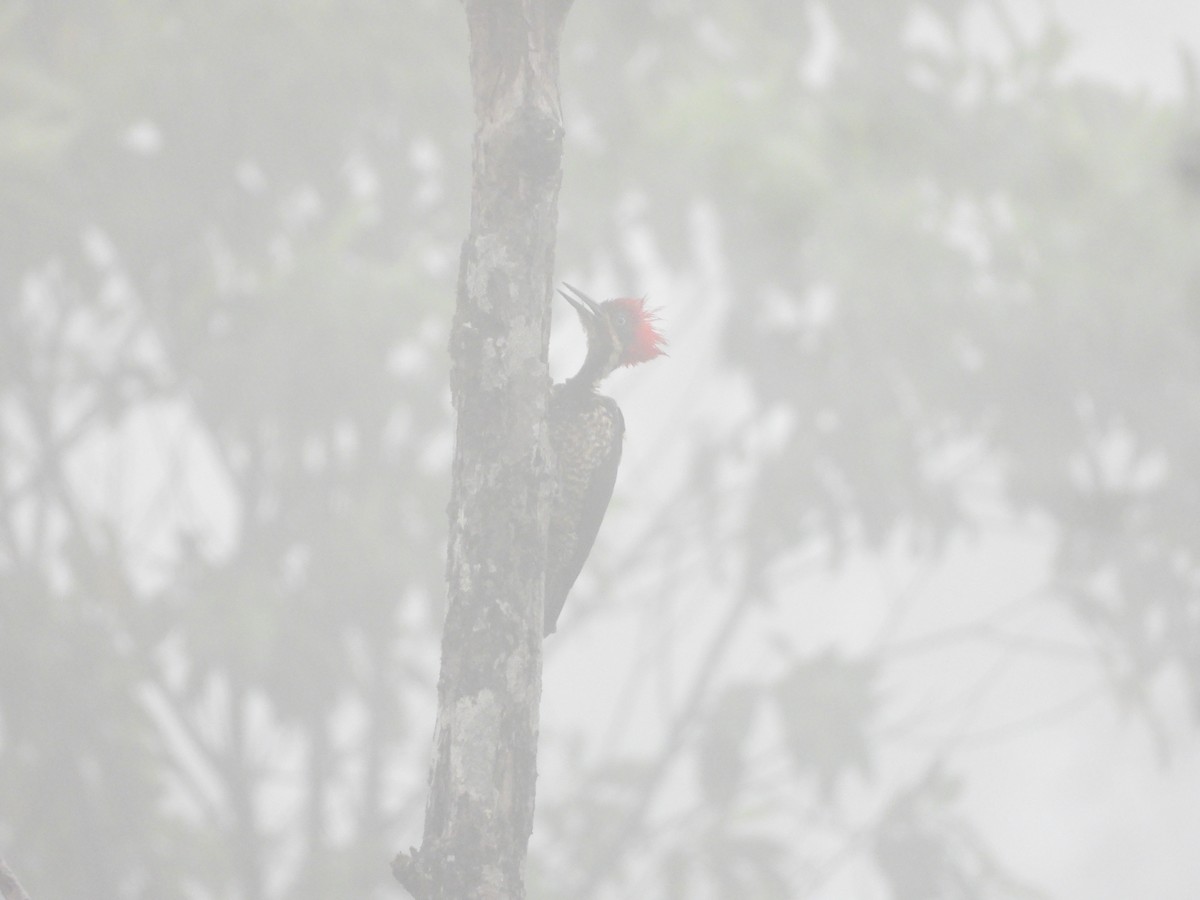 Lineated Woodpecker - ML638424342