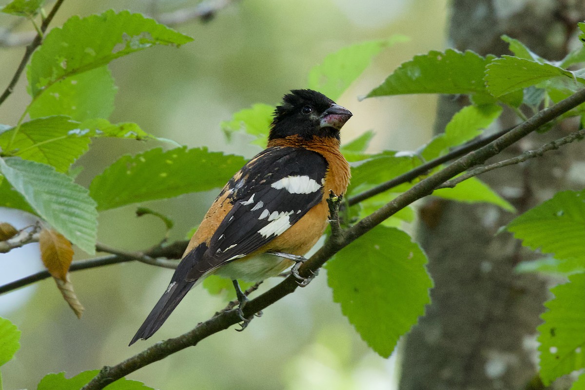 Black-headed Grosbeak - ML638424344