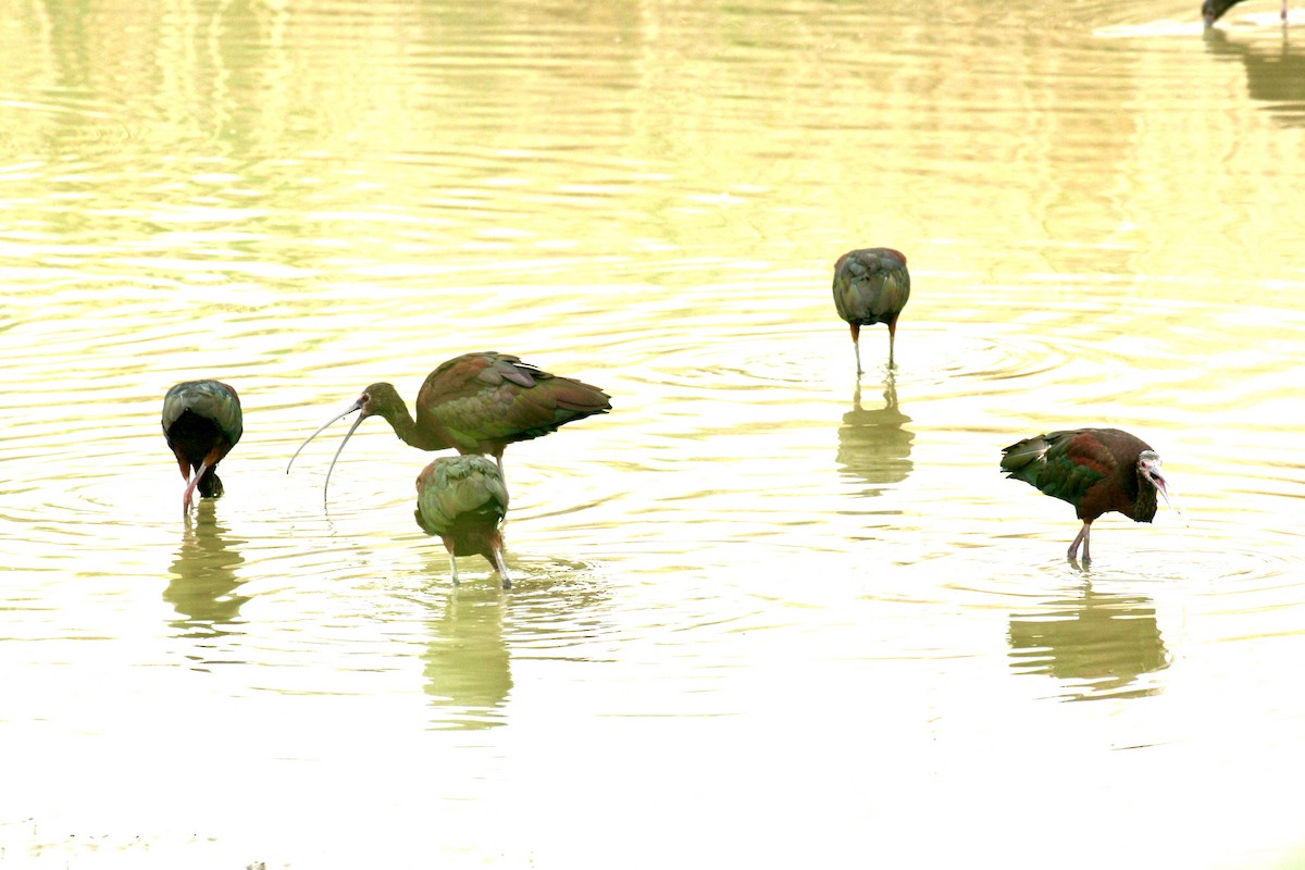 White-faced Ibis - ML638424345