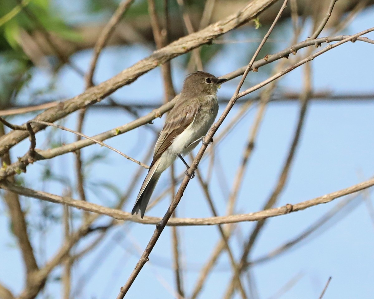 Eastern Phoebe - ML638424347