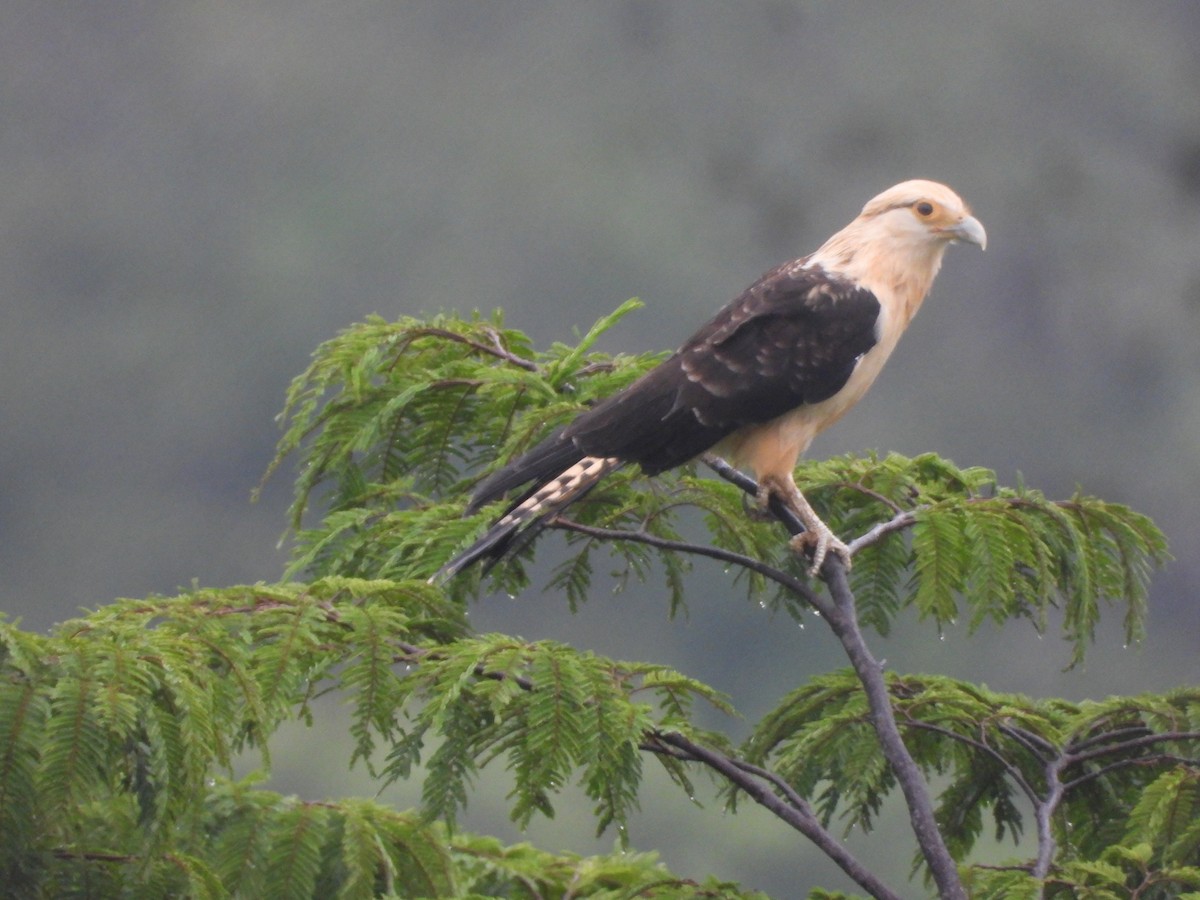 Yellow-headed Caracara - ML638424348