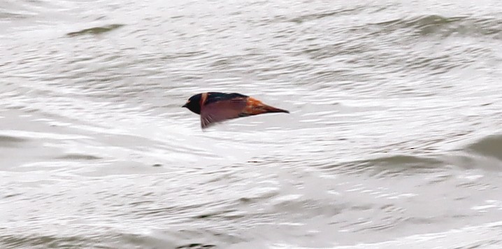 Cliff Swallow - ML638424349