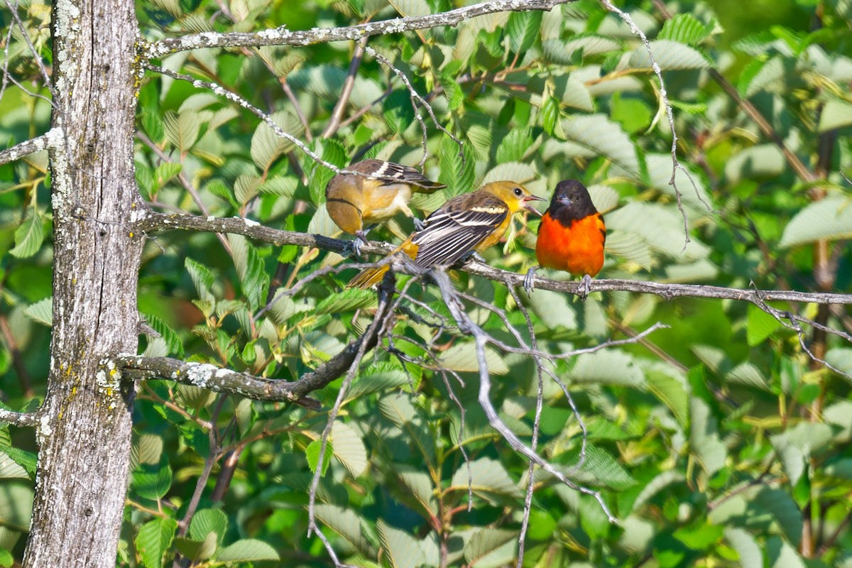 Baltimore Oriole - ML638424350