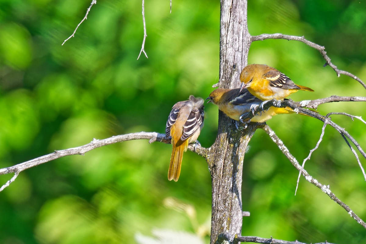 Baltimore Oriole - ML638424351