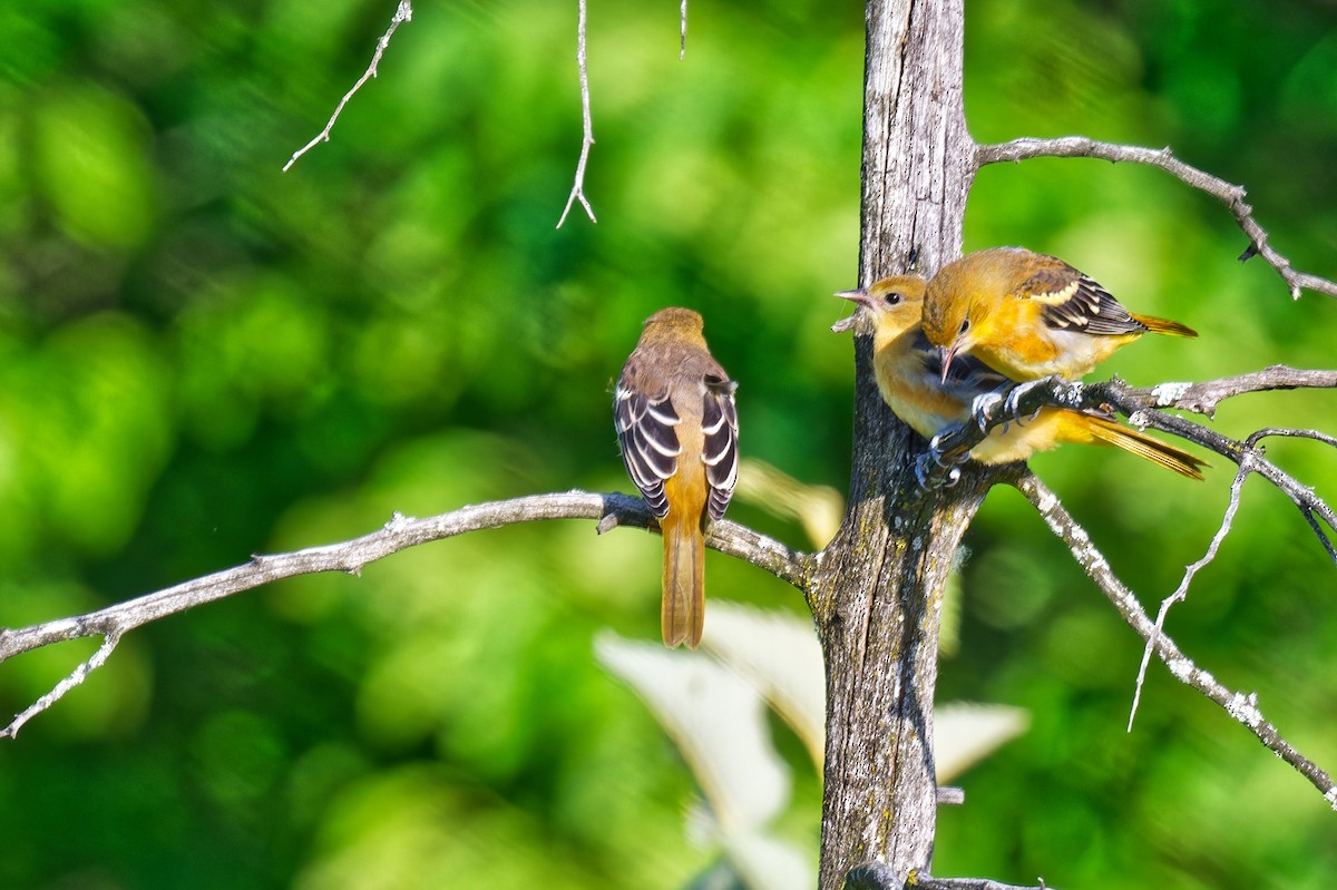 Baltimore Oriole - ML638424352
